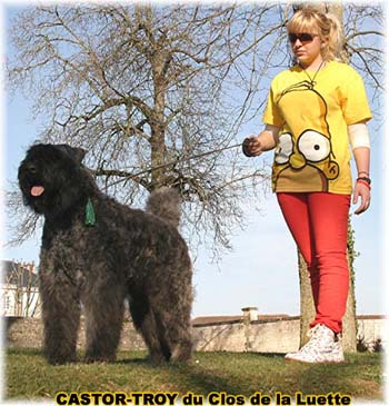 bouvier des flandres du clos de la luette - copyright d&eacute;pos&eacute;